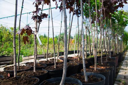 Plant nursery. Rows of young maple trees in plastic pots on plant nurseryの写真素材