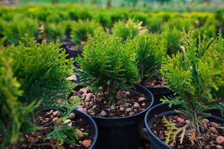 Saplings of pine, spruce, fir and other coniferous trees in pots in plant nursery.の写真素材