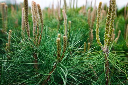 Saplings of pine, spruce, fir and other coniferous trees in pots in plant nursery.の写真素材