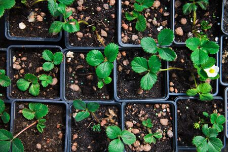 Strawberry seedlings in black, plastic pots grow and are sold in the nurseryの写真素材