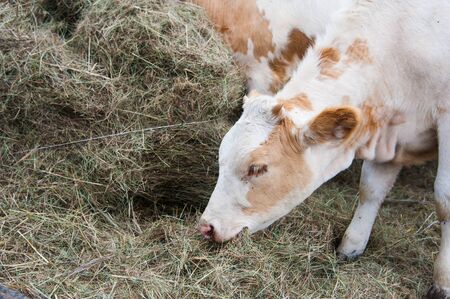Cows in a farm. Dairy cows. Cowshedの写真素材