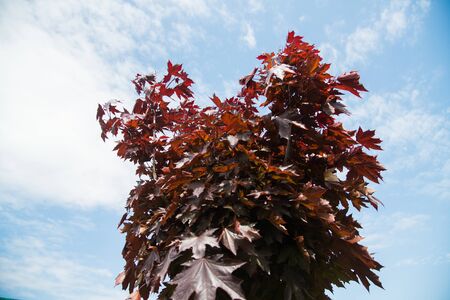 Plant nursery. Rows of young maple trees in plastic pots on plant nurseryの写真素材