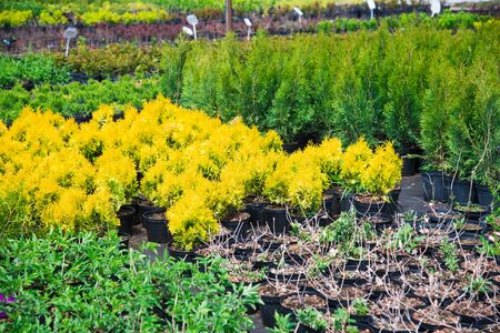 Saplings of pine, spruce, fir and other coniferous trees in pots in plant nursery.の写真素材