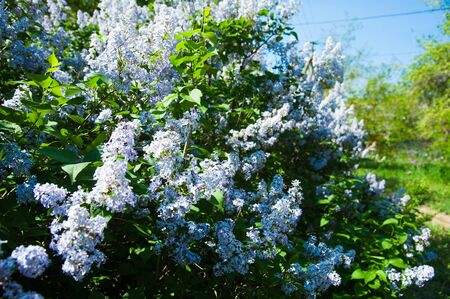Blossoming common Syringa vulgaris lilacs bush. Springtime landscape with bunch of tender flowers.の写真素材