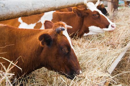 Cows in a farm. Dairy cows. Cowshedの写真素材
