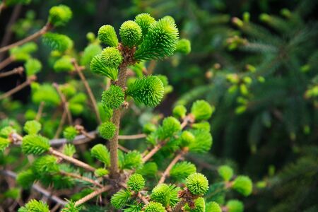 Saplings of pine, spruce, fir and other coniferous trees in pots in plant nursery.の写真素材