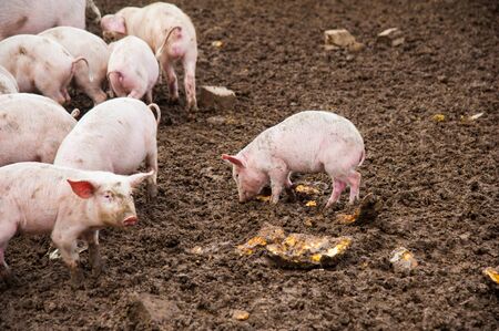 Domestic pigs. Pigs on a farm in the villageの写真素材