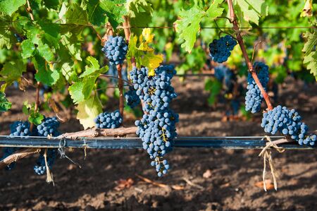 Vineyards at sunset in autumn harvest. Ripe grapes in fall season. Close up of bunches of red wine grapes on vine in a sunset.の写真素材