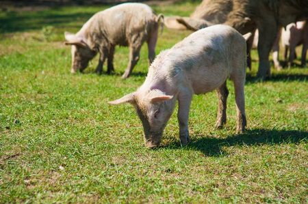 Pig farm. Pigs in field. Pig running on a green meadowの写真素材