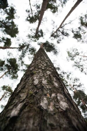 Beautiful pine forest in summer day. Landscapeの写真素材