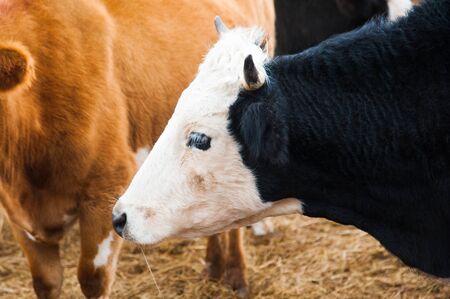 Cows in a farm. Dairy cows. Cowshedの写真素材