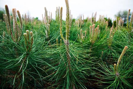 Saplings of pine, spruce, fir and other coniferous trees in pots in plant nursery.の写真素材