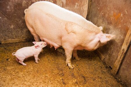 Domestic pigs. Pigs on a farm in the villageの写真素材