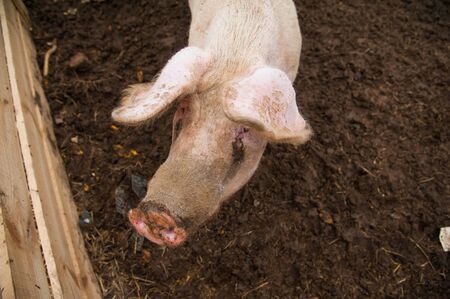 Domestic pigs. Pigs on a farm in the villageの写真素材