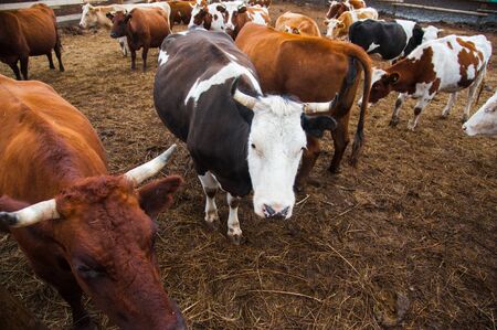 Cows in a farm. Dairy cows. Cowshedの写真素材