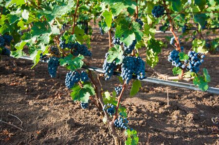 Vineyards at sunset in autumn harvest. Ripe grapes in fall season. Close up of bunches of red wine grapes on vine in a sunset.の写真素材