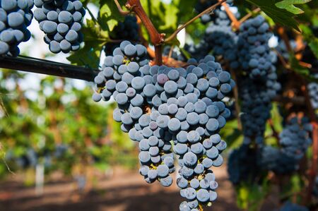 Vineyards at sunset in autumn harvest. Ripe grapes in fall season. Close up of bunches of red wine grapes on vine in a sunset.の写真素材