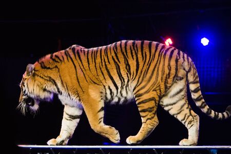 Circus. Tiger performs tricks in the circus arenaの写真素材