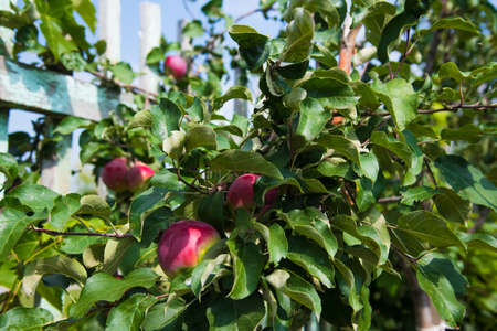 Apples grows on a branch among the green foliage. Apple orchardの写真素材