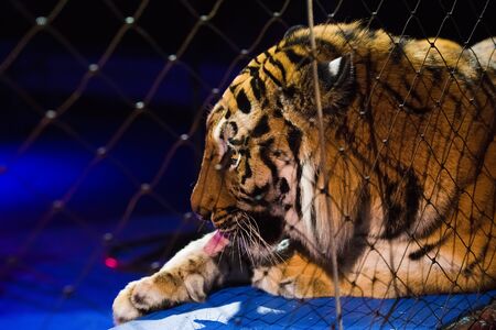 Circus. Tiger performs tricks in the circus arenaの写真素材