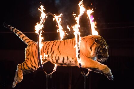 Circus. Dangerous trick. Tiger jumps through fireの写真素材