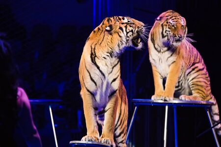 Circus. Tiger performs tricks in the circus arenaの写真素材