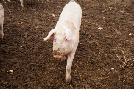 Domestic pigs. Pigs on a farm in the villageの写真素材