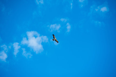 Hawk wheeling in a clear blue sky. A splendid hawk spreads its wings as it wheels through a clear...