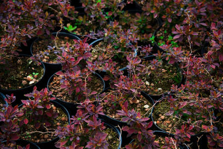 Barberry shrubs for landscape gardening and planted in tubs outdoors in the garden centerの写真素材