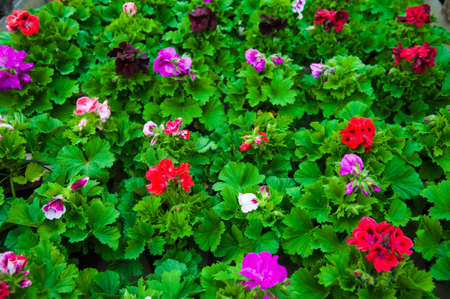 Greenhouse with a variety of plants and flowersの写真素材