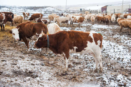 Cows on a farm in the winter. Agricultureureの写真素材