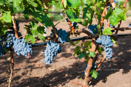 Vineyards at sunset in autumn harvest. Ripe grapes in fall season. Close up of bunches of red wine grapes on vine in a sunset.の写真素材