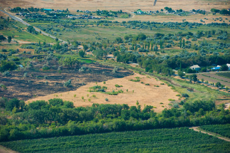 Aerial view of forest during a summer day