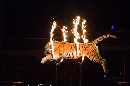 Circus. Dangerous trick. Tiger jumps through fireの写真素材