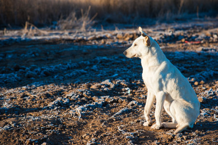 Lonely stray dog on a street at late fall season