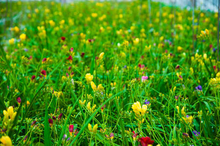 Greenhouse with a variety of plants and flowersの写真素材