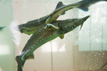 Freshwater fish Russian sturgeon. Sturgeon underwater in the aquarium on fish marketの写真素材