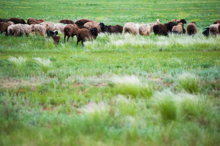 Flock of sheep on the meadow. Sheep runningの写真素材