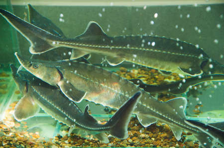 Freshwater fish Russian sturgeon. Sturgeon underwater in the aquarium on fish marketの写真素材