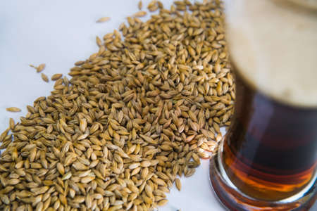 Brewery. Barley grain malt is an ingredient in the production of beer.の写真素材