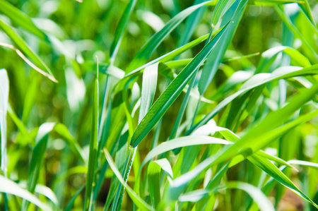 Winter wheat seedlings in the spring day