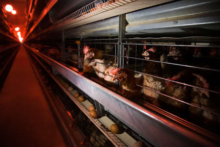 Poultry farm, chickens sit in open-air cages and eat mixed feed, on conveyor belts lie hen's eggs, modern farmingの写真素材