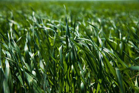Winter wheat seedlings in the spring dayの写真素材