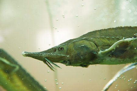 Freshwater fish Russian sturgeon. Sturgeon underwater in the aquarium on fish market