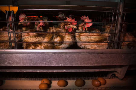 Poultry farm, chickens sit in open-air cages and eat mixed feed, on conveyor belts lie hen's eggs, modern farmingの写真素材