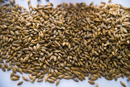 Brewery. Barley grain malt is an ingredient in the production of beer.の写真素材