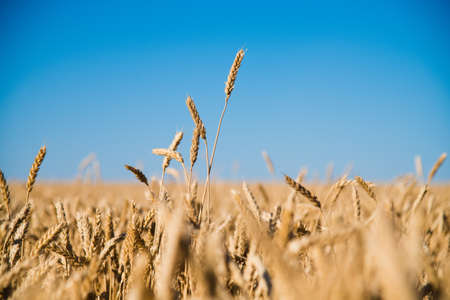 Field of golden wheat under the blue skyの写真素材
