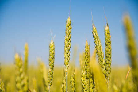Field of golden wheat under the blue skyの写真素材