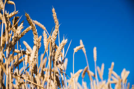 Field of golden wheat under the blue skyの写真素材