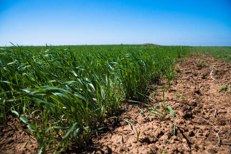 Winter wheat seedlings in the spring dayの写真素材